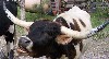 Video: Feeding time at the ranch